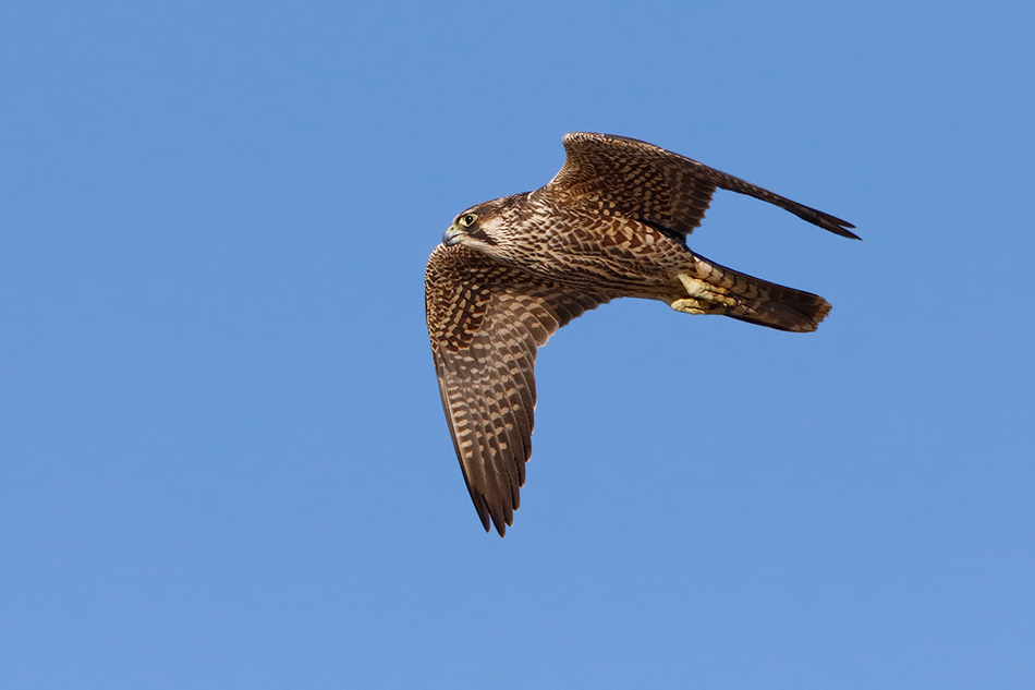 Falco pellegrino (Falco peregrinus) juv.